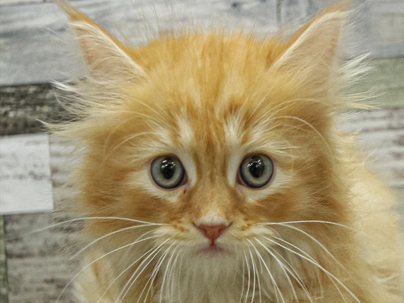 愛知県のミヌエット (ワンラブペッツビレッジ アピタ木曽川店(FC)/2025年9月17日生まれ/男の子/レッドタビー)の子猫の1枚目の画像