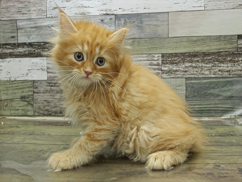 愛知県のミヌエット (ワンラブペッツビレッジ アピタ木曽川店(FC)/2025年9月17日生まれ/男の子/レッドタビー)の子猫の2枚目の画像