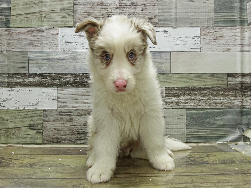 愛知県のボーダーコリー (ワンラブカインズ小牧店(FC)/2025年9月17日生まれ/男の子/チョコレートマール)の子犬の3枚目の画像