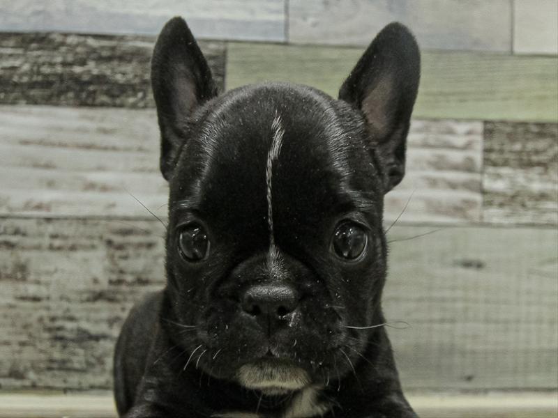 福岡県のハーフ犬・ミックス犬 (ワンラブ福岡総本店/2025年9月20日生まれ/女の子/ブリンドル)の子犬の1枚目の画像