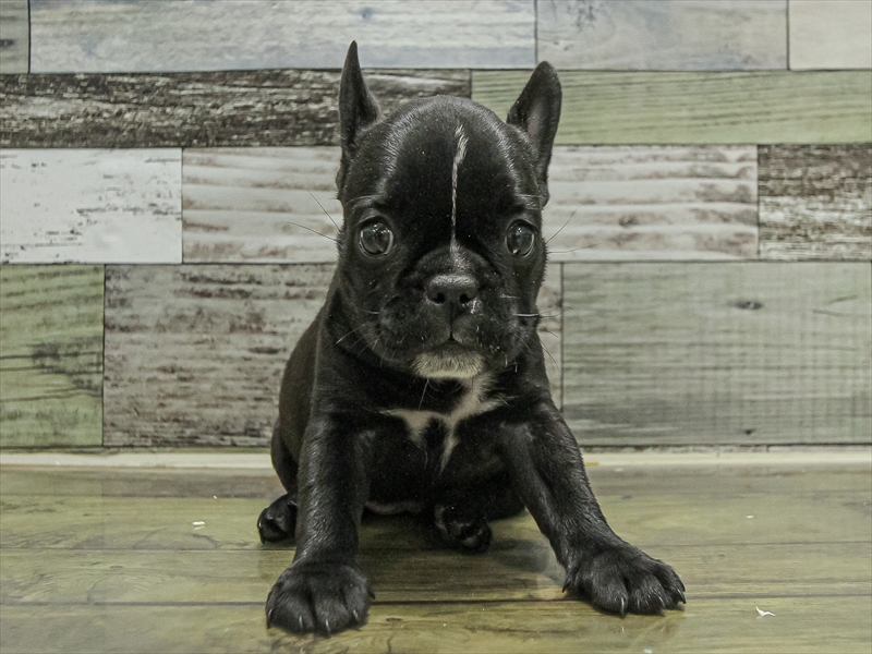 福岡県のハーフ犬・ミックス犬 (ワンラブ福岡総本店/2025年9月20日生まれ/女の子/ブリンドル)の子犬の3枚目の画像