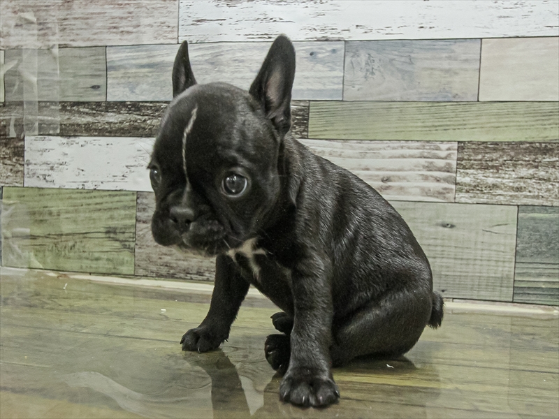 福岡県のハーフ犬・ミックス犬 (ワンラブ福岡総本店/2025年9月20日生まれ/女の子/ブリンドル)の子犬の2枚目の画像