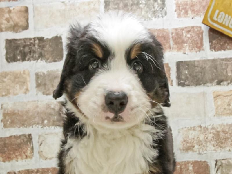 愛知県のバーニーズマウンテンドッグ (ワンラブおっきなもふもふ名古屋総本店/2025年9月13日生まれ/男の子/ブラックラストホワイト)の子犬の1枚目の画像