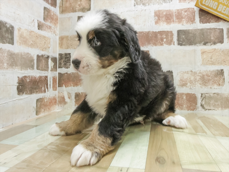 愛知県のバーニーズマウンテンドッグ (ワンラブおっきなもふもふ名古屋総本店/2025年9月13日生まれ/男の子/ブラックラストホワイト)の子犬の2枚目の画像