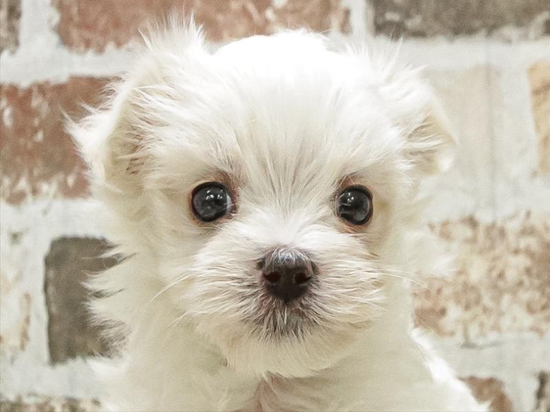 滋賀県のマルチーズ (ワンラブコーナン イオン長浜店/2025年9月20日生まれ/男の子/ホワイト)の子犬の1枚目の画像