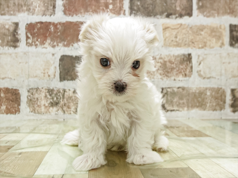 滋賀県のマルチーズ (ワンラブコーナン イオン長浜店/2025年9月20日生まれ/男の子/ホワイト)の子犬の3枚目の画像