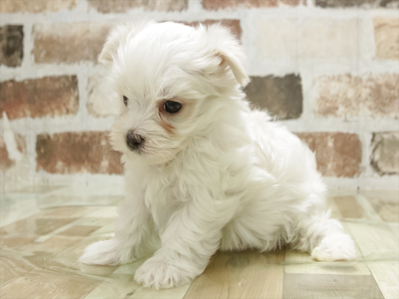 滋賀県のマルチーズ (ワンラブコーナン イオン長浜店/2025年9月20日生まれ/男の子/ホワイト)の子犬の2枚目の画像