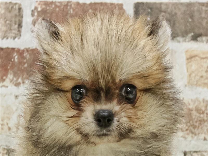 福岡県のポメチワ/チワポメ/ポメチー(ポメラニアン×チワワ) (ワンラブ福岡総本店/2025年9月19日生まれ/男の子/オレンジ)の子犬の1枚目の画像