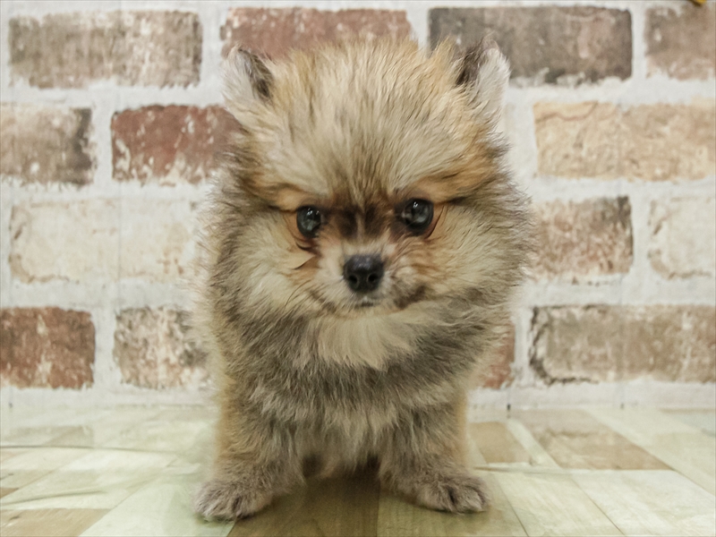 福岡県のポメチワ/チワポメ/ポメチー(ポメラニアン×チワワ) (ワンラブ福岡総本店/2025年9月19日生まれ/男の子/オレンジ)の子犬の3枚目の画像