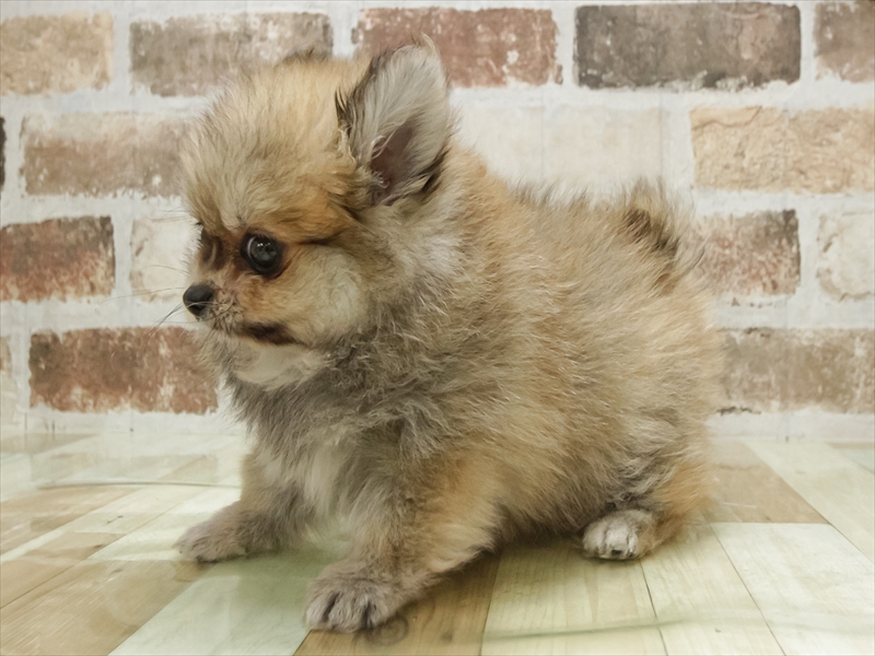 福岡県のポメチワ/チワポメ/ポメチー(ポメラニアン×チワワ) (ワンラブ福岡総本店/2025年9月19日生まれ/男の子/オレンジ)の子犬の2枚目の画像
