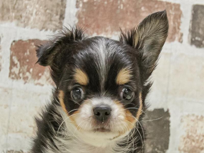 岐阜県のチワワ(ロング) (ワンラブモレラ岐阜店/2025年9月20日生まれ/男の子/ブラックタンホワイト)の子犬の1枚目の画像