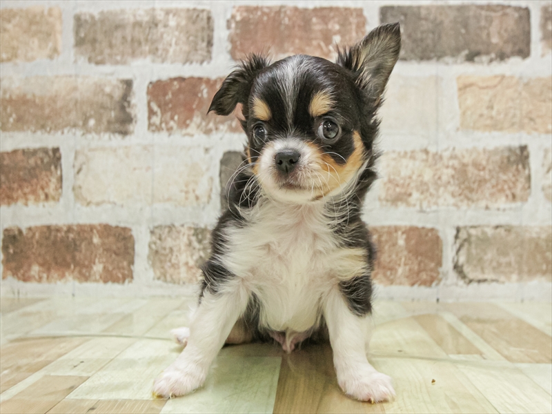 岐阜県のチワワ(ロング) (ワンラブモレラ岐阜店/2025年9月20日生まれ/男の子/ブラックタンホワイト)の子犬の3枚目の画像