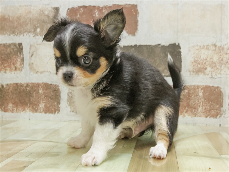 岐阜県のチワワ(ロング) (ワンラブモレラ岐阜店/2025年9月20日生まれ/男の子/ブラックタンホワイト)の子犬の2枚目の画像