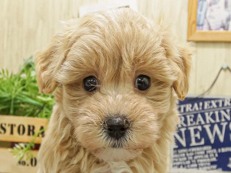 福岡県のマルプー(マルチーズ×プードル) (ワンラブ福岡総本店/2025年9月21日生まれ/男の子/アプリコット)の子犬の1枚目の画像