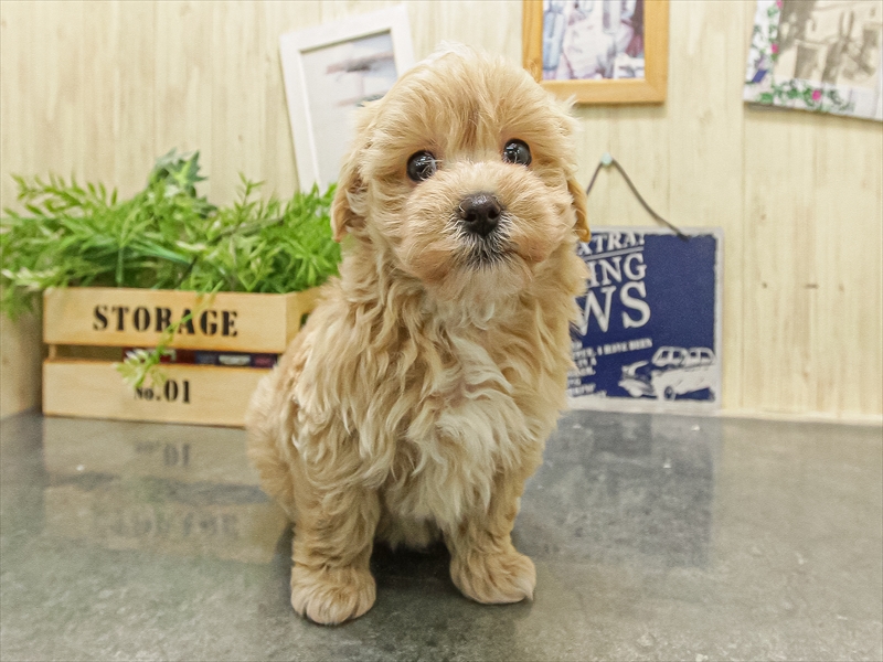 福岡県のマルプー(マルチーズ×プードル) (ワンラブ福岡総本店/2025年9月21日生まれ/男の子/アプリコット)の子犬の3枚目の画像