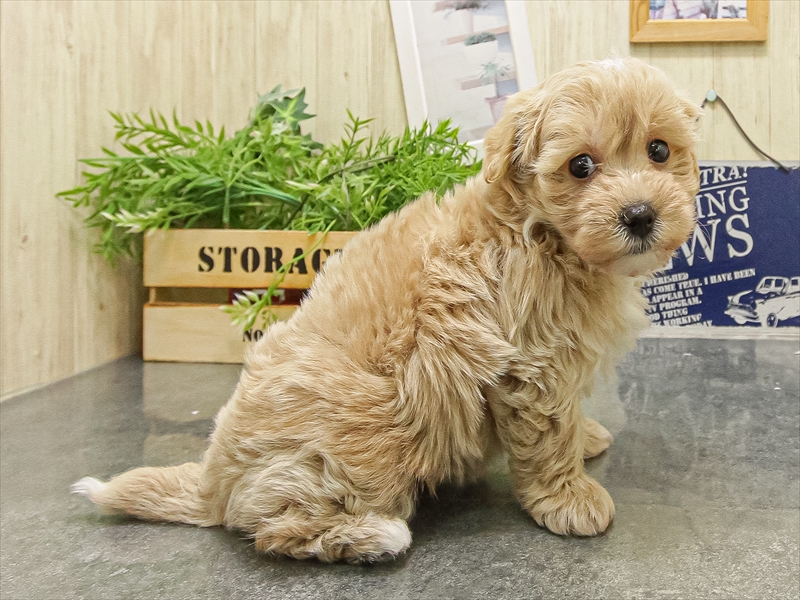 福岡県のマルプー(マルチーズ×プードル) (ワンラブ福岡総本店/2025年9月21日生まれ/男の子/アプリコット)の子犬の2枚目の画像