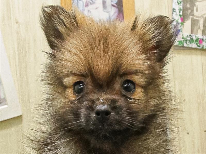 福岡県のポメマル/マルポメ(ポメラニアン×マルチーズ) (ワンラブ福岡総本店/2025年9月21日生まれ/男の子/オレンジ)の子犬の1枚目の画像