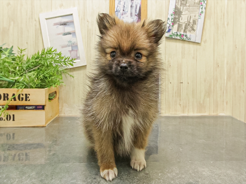 福岡県のポメマル/マルポメ(ポメラニアン×マルチーズ) (ワンラブ福岡総本店/2025年9月21日生まれ/男の子/オレンジ)の子犬の3枚目の画像