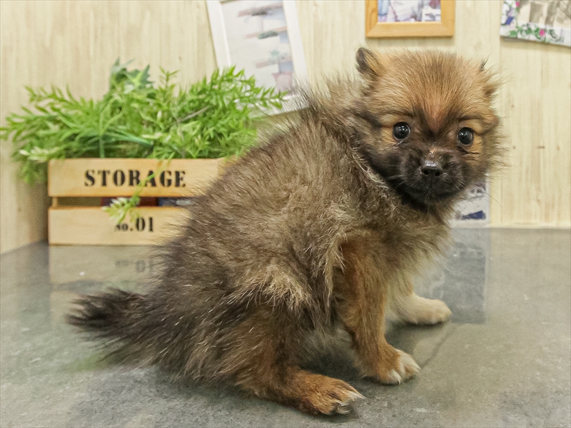 福岡県のポメマル/マルポメ(ポメラニアン×マルチーズ) (ワンラブ福岡総本店/2025年9月21日生まれ/男の子/オレンジ)の子犬の2枚目の画像