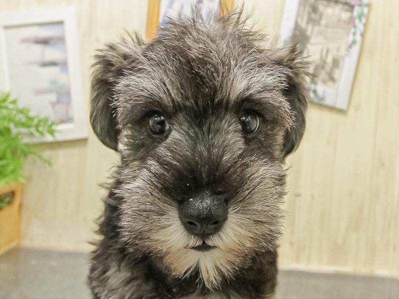 鹿児島県のミニチュアシュナウザー (ワンラブニシムタ N'sCITY谷山店/2025年9月21日生まれ/女の子/ソルトペッパー)の子犬の1枚目の画像