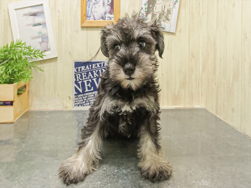 鹿児島県のミニチュアシュナウザー (ワンラブニシムタ N'sCITY谷山店/2025年9月21日生まれ/女の子/ソルトペッパー)の子犬の3枚目の画像