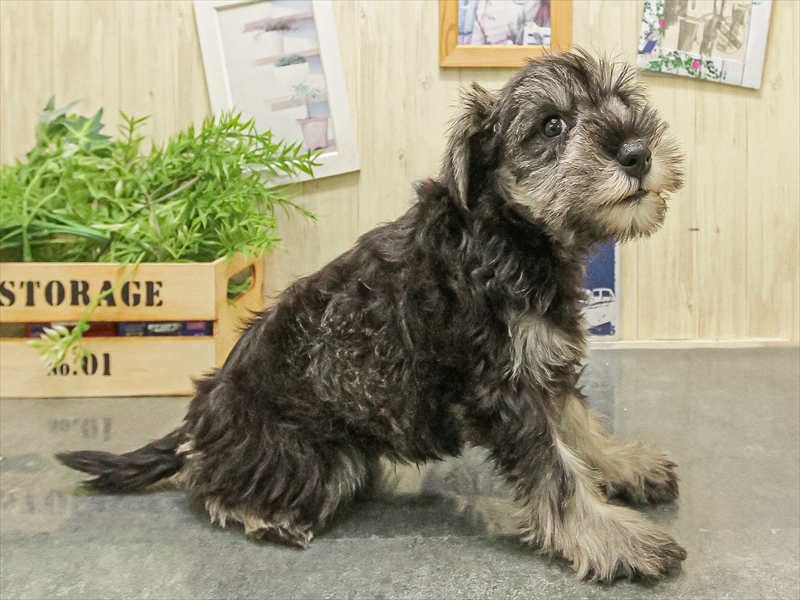 鹿児島県のミニチュアシュナウザー (ワンラブニシムタ N'sCITY谷山店/2025年9月21日生まれ/女の子/ソルトペッパー)の子犬の2枚目の画像
