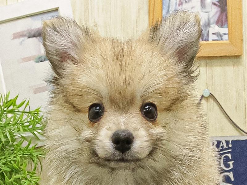 福岡県のポメチワ/チワポメ/ポメチー(ポメラニアン×チワワ) (ワンラブ福岡総本店/2025年9月17日生まれ/男の子/セーブル)の子犬の1枚目の画像