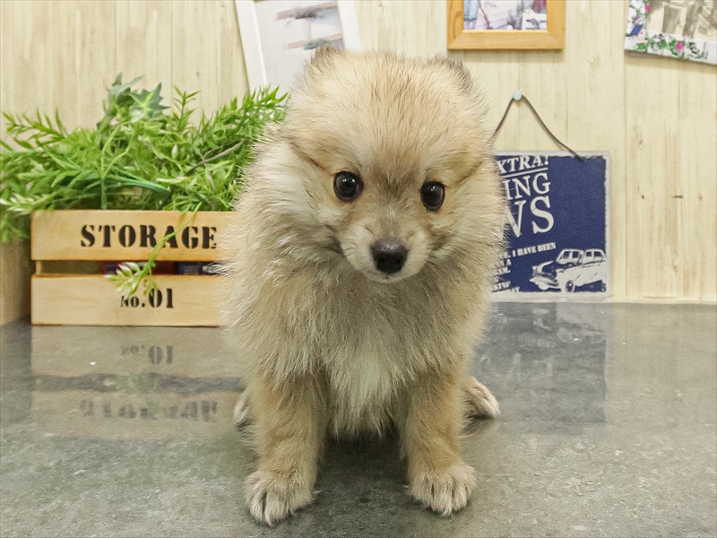 福岡県のポメチワ/チワポメ/ポメチー(ポメラニアン×チワワ) (ワンラブ福岡総本店/2025年9月17日生まれ/男の子/セーブル)の子犬の3枚目の画像