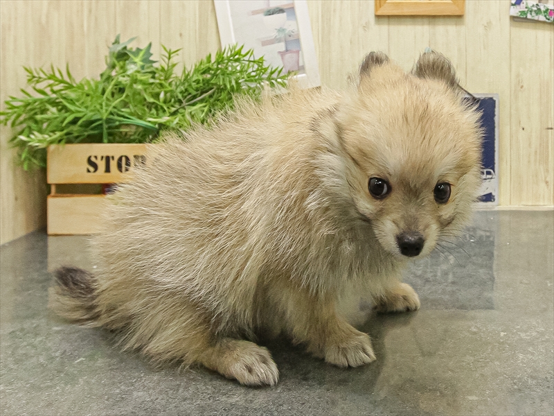 福岡県のポメチワ/チワポメ/ポメチー(ポメラニアン×チワワ) (ワンラブ福岡総本店/2025年9月17日生まれ/男の子/セーブル)の子犬の2枚目の画像