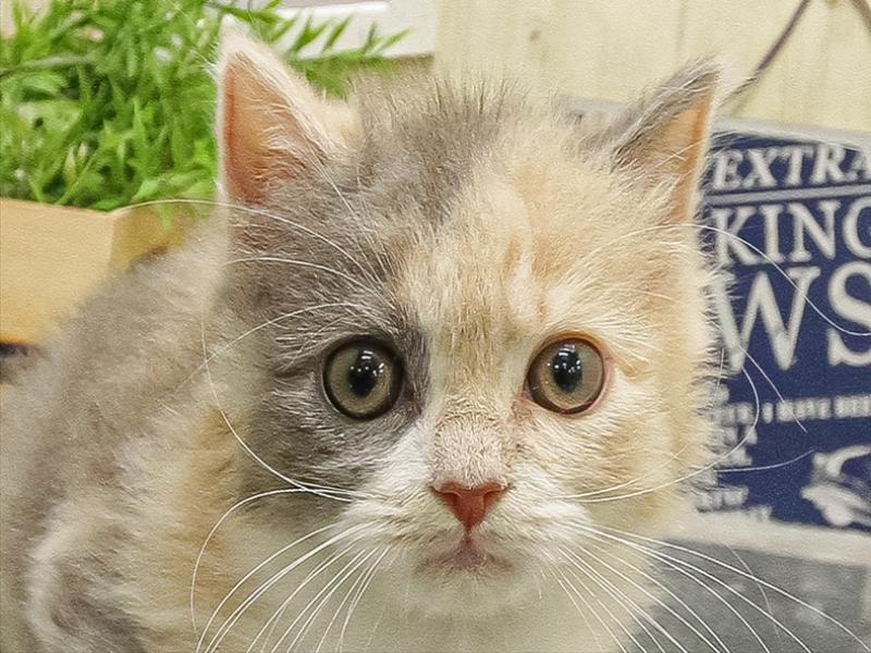 福岡県のスコティッシュフォールド (ワンラブ福岡総本店/2025年9月14日生まれ/女の子/ダイリュートキャリコ)の子猫の1枚目の画像