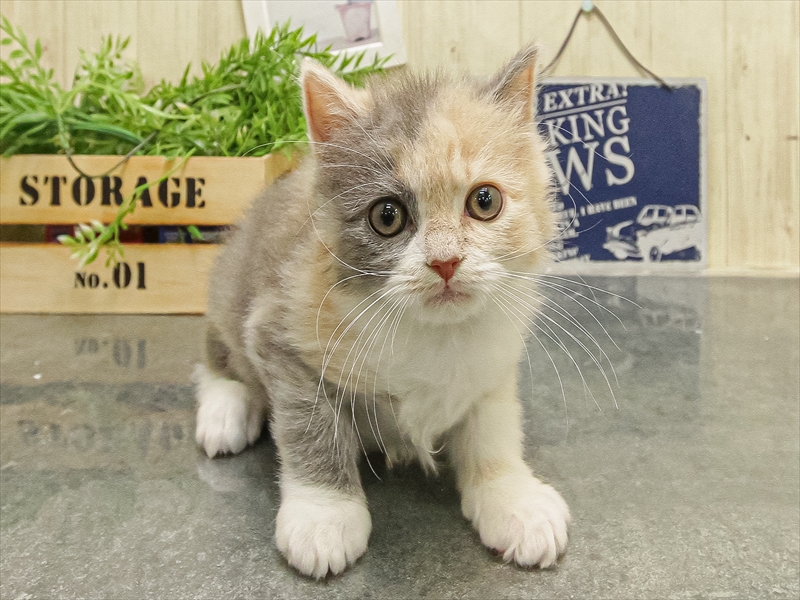 福岡県のスコティッシュフォールド (ワンラブ福岡総本店/2025年9月14日生まれ/女の子/ダイリュートキャリコ)の子猫の3枚目の画像