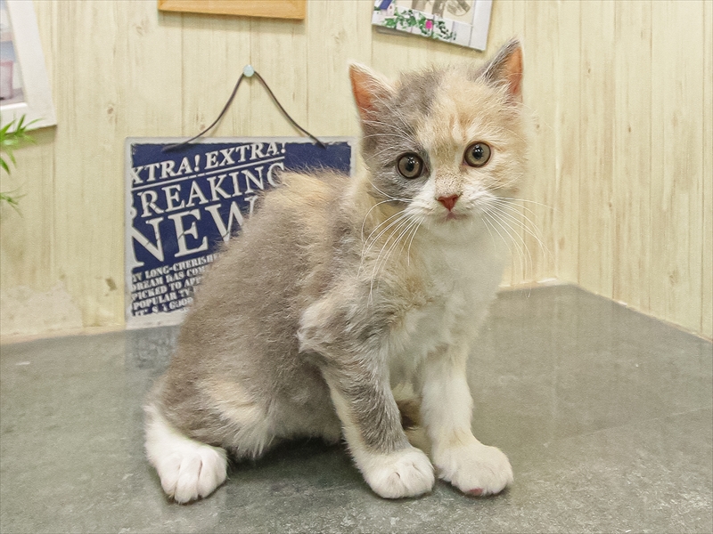 福岡県のスコティッシュフォールド (ワンラブ福岡総本店/2025年9月14日生まれ/女の子/ダイリュートキャリコ)の子猫の2枚目の画像