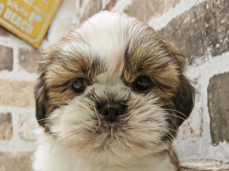 兵庫県のシーズー (ワンラブブルメール舞多聞店/2025年9月20日生まれ/男の子/ゴールドホワイト)の子犬の1枚目の画像