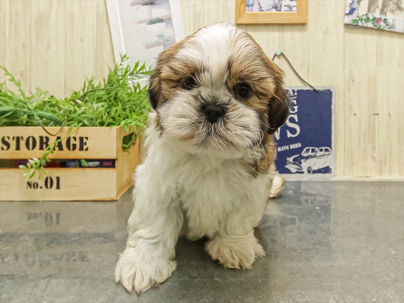 兵庫県のシーズー (ワンラブブルメール舞多聞店/2025年9月20日生まれ/男の子/ゴールドホワイト)の子犬の3枚目の画像
