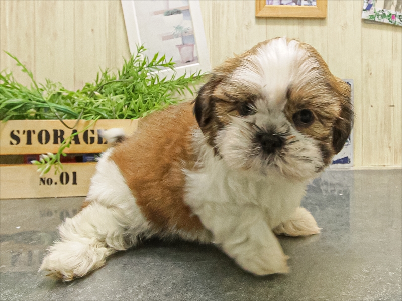 兵庫県のシーズー (ワンラブブルメール舞多聞店/2025年9月20日生まれ/男の子/ゴールドホワイト)の子犬の2枚目の画像