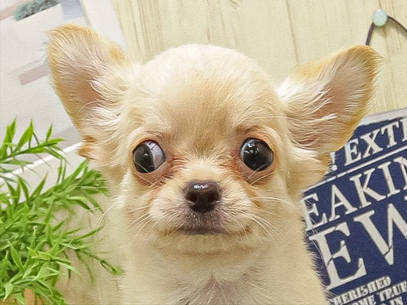 滋賀県のチワワ(ロング) (ワンラブコーナン イオン長浜店/2025年9月18日生まれ/男の子/クリーム)の子犬の1枚目の画像