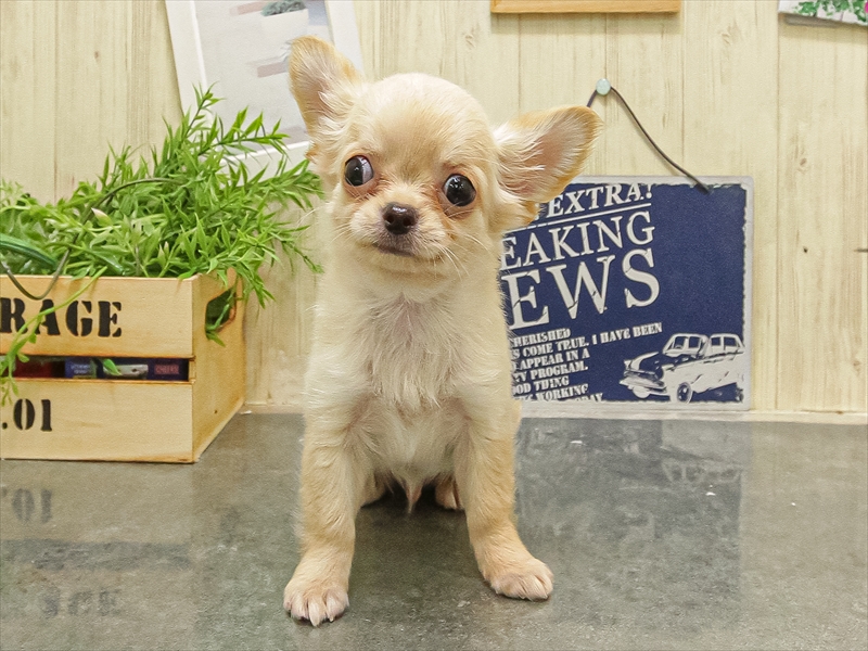 滋賀県のチワワ(ロング) (ワンラブコーナン イオン長浜店/2025年9月18日生まれ/男の子/クリーム)の子犬の3枚目の画像
