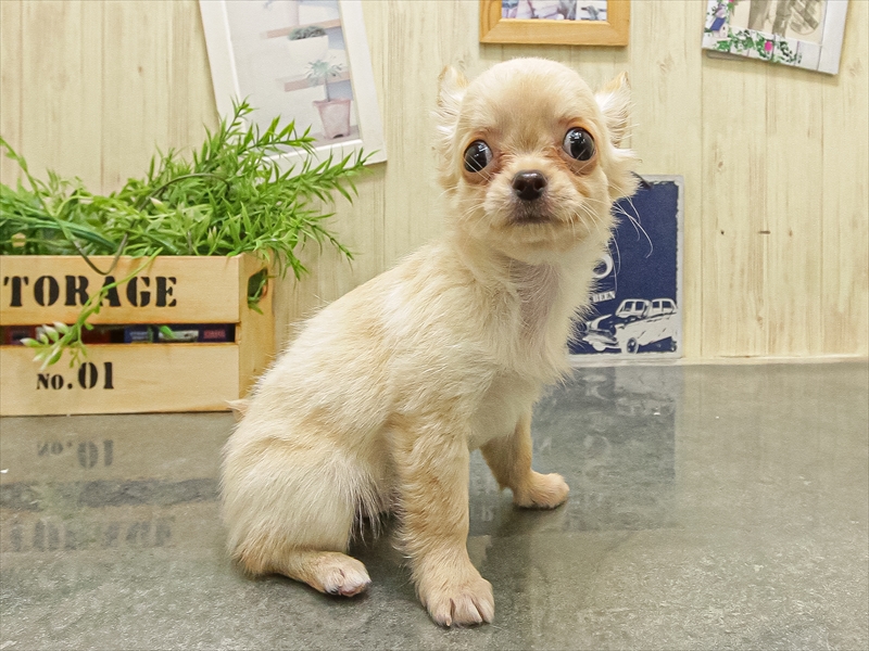 滋賀県のチワワ(ロング) (ワンラブコーナン イオン長浜店/2025年9月18日生まれ/男の子/クリーム)の子犬の2枚目の画像
