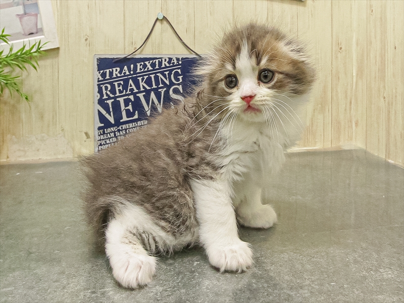 香川県のスコティッシュフォールド (ワンラブゆめタウン三豊店/2025年9月20日生まれ/男の子/ブルータビーホワイト)の子猫の2枚目の画像