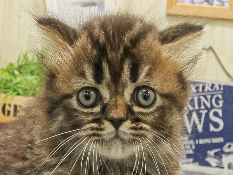 福岡県のスコティッシュフォールド (ワンラブ福岡総本店/2025年9月20日生まれ/男の子/ブラウンタビー)の子猫の1枚目の画像