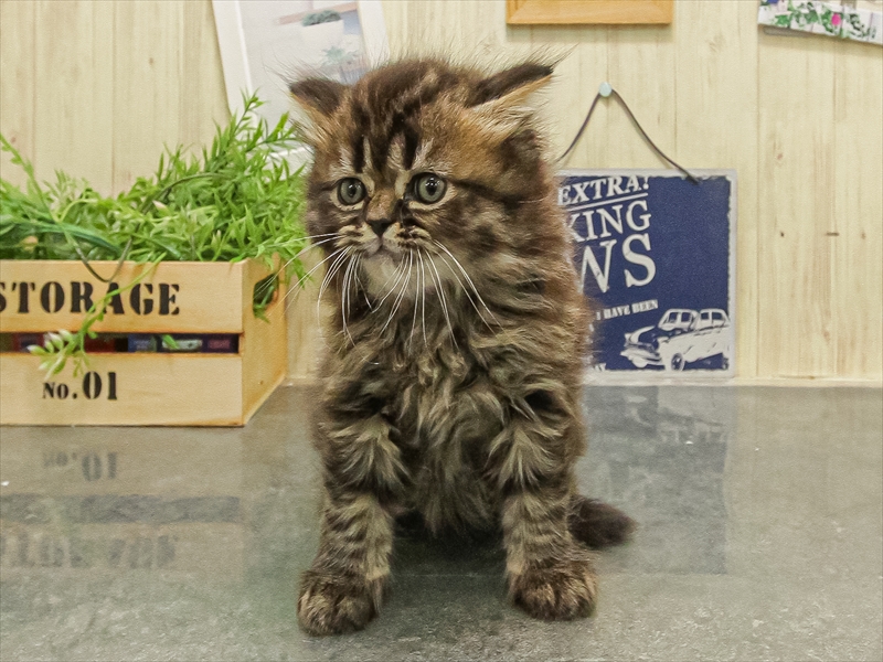 福岡県のスコティッシュフォールド (ワンラブ福岡総本店/2025年9月20日生まれ/男の子/ブラウンタビー)の子猫の3枚目の画像