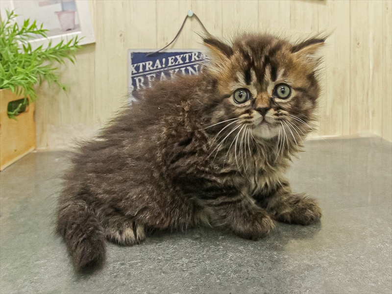 福岡県のスコティッシュフォールド (ワンラブ福岡総本店/2025年9月20日生まれ/男の子/ブラウンタビー)の子猫の2枚目の画像