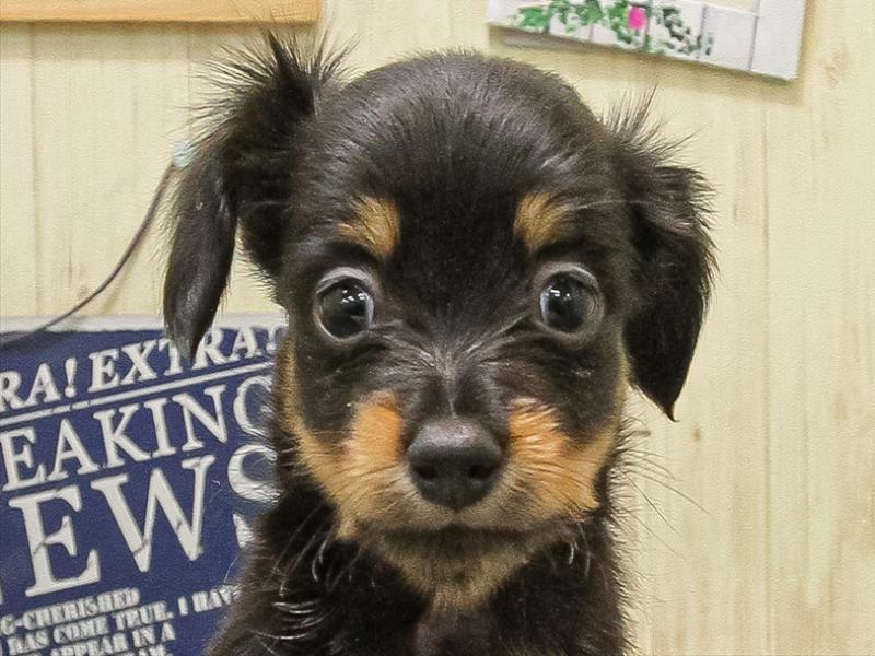 富山県のチワックス(チワワ×ダックス) (ワンラブ富山ファボーレ店/2025年9月20日生まれ/男の子/ブラックタン)の子犬