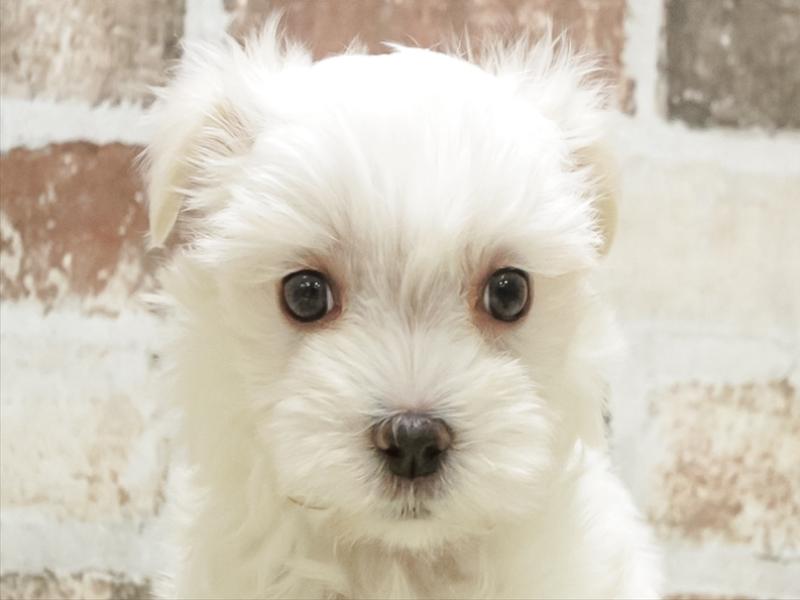 愛知県のマルチーズ (ワンラブ名古屋守山インター総本店/2025年9月19日生まれ/男の子/ホワイト)の子犬の1枚目の画像