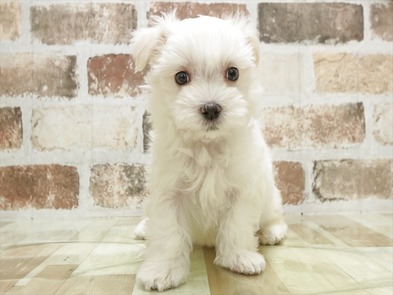 愛知県のマルチーズ (ワンラブ名古屋守山インター総本店/2025年9月19日生まれ/男の子/ホワイト)の子犬の3枚目の画像