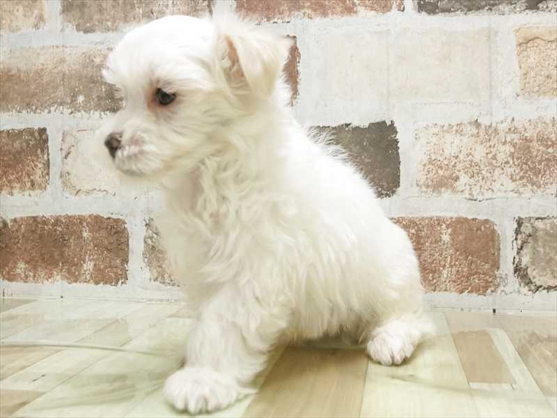 愛知県のマルチーズ (ワンラブ名古屋守山インター総本店/2025年9月19日生まれ/男の子/ホワイト)の子犬の2枚目の画像