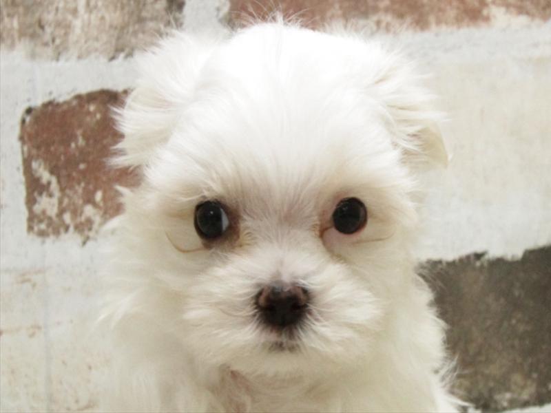 兵庫県のマルチーズ (ワンラブブルメール舞多聞店/2025年9月19日生まれ/男の子/ホワイト)の子犬の1枚目の画像