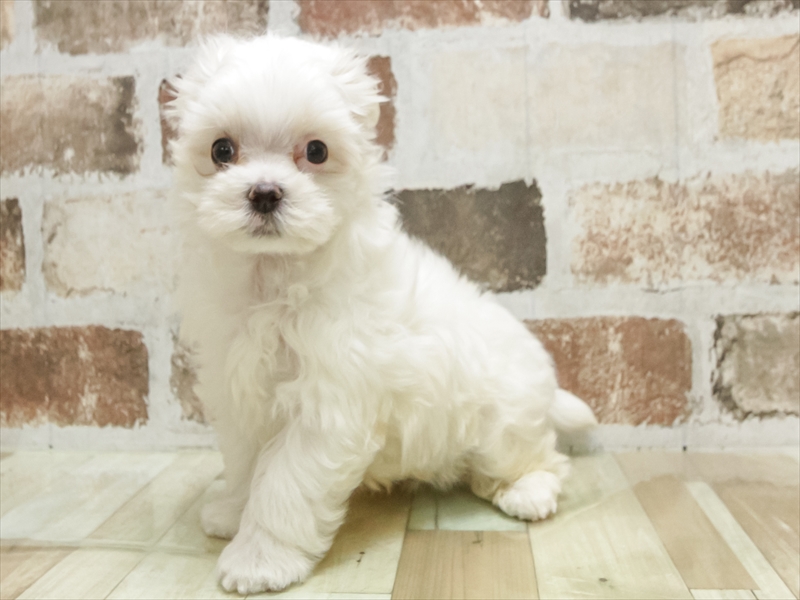 兵庫県のマルチーズ (ワンラブブルメール舞多聞店/2025年9月19日生まれ/男の子/ホワイト)の子犬の2枚目の画像