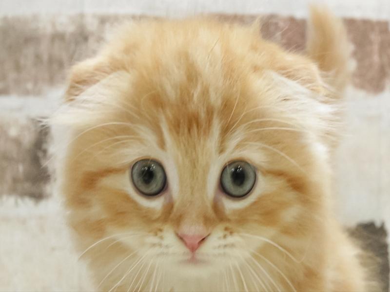 福岡県のスコティッシュフォールド (ワンラブ福岡総本店/2025年9月18日生まれ/男の子/レッドタビー)の子猫の1枚目の画像