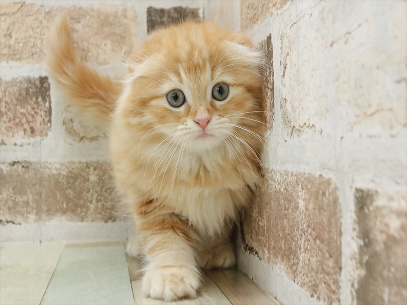 福岡県のスコティッシュフォールド (ワンラブ福岡総本店/2025年9月18日生まれ/男の子/レッドタビー)の子猫の3枚目の画像